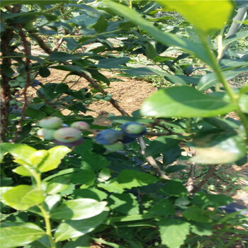 追雪盆栽蓝莓苗供应追雪蓝莓苗货源质优