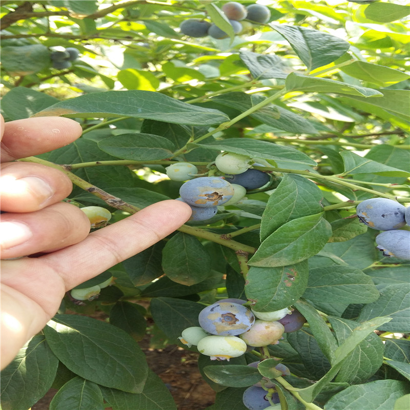 斯卫克盆栽蓝莓苗供应斯卫克蓝莓苗厂家品种