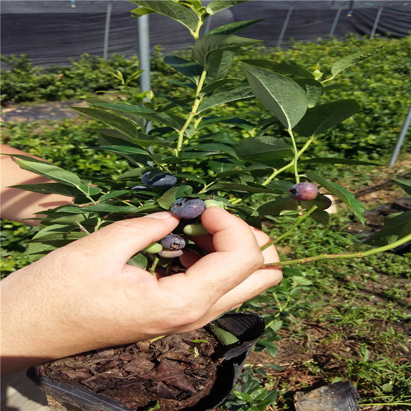 智利杜克盆栽蓝莓苗供应智利杜克蓝莓苗市场品种