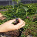 布里吉塔盆栽蓝莓苗供应布里吉塔蓝莓苗厂家质优价廉