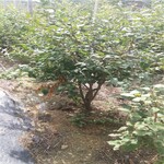 考林盆栽蓝莓苗供应考林蓝莓苗货源适合推广