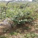 火花盆栽藍莓苗供應火花藍莓苗廠家貨源地批發