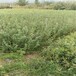 圣云盆栽蓝莓苗供应圣云蓝莓苗技术量大从优