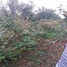 公爵盆栽藍莓苗供應公爵藍莓苗介紹貨源地批發
