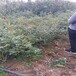 布里吉塔盆栽蓝莓苗供应布里吉塔蓝莓苗种植农户推广