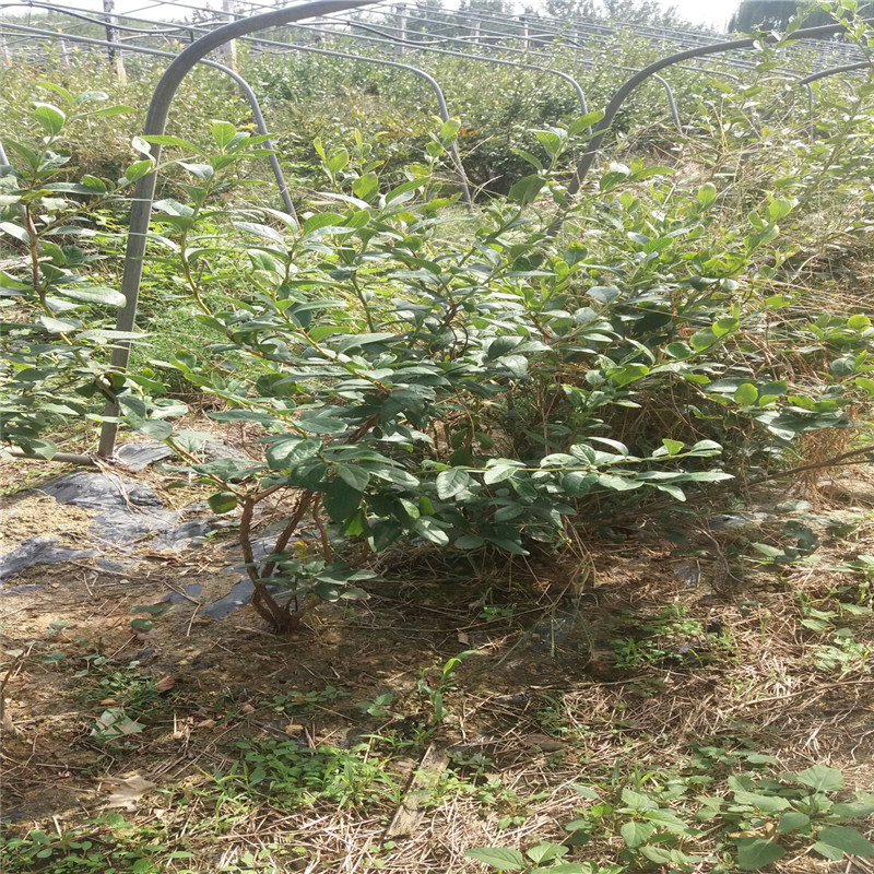 大粒星盆栽蓝莓苗供应大粒星蓝莓苗介绍品种