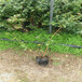 藍塔盆栽藍莓苗供應藍塔藍莓苗供應質優價廉