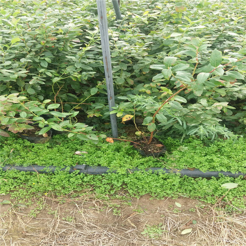 德雷铂盆栽蓝莓苗供应德雷铂蓝莓苗种植适合推广