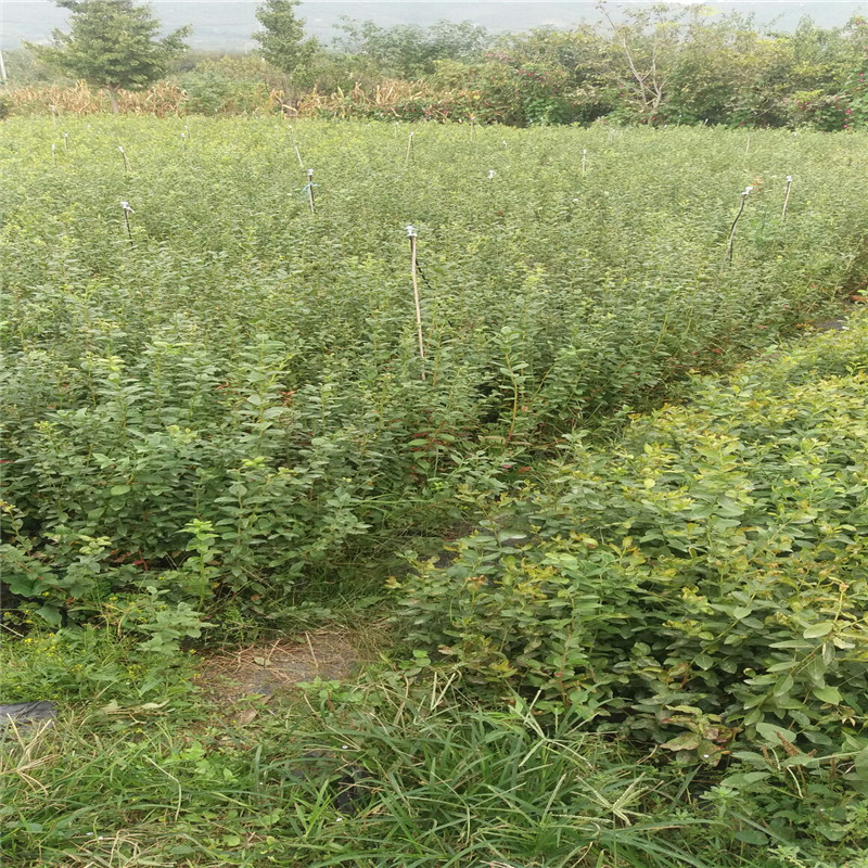 芬蒂盆栽蓝莓苗供应芬蒂蓝莓苗货源