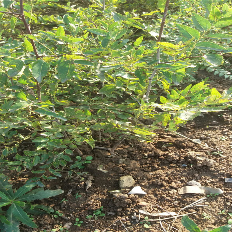 塞拉盆栽蓝莓苗供应塞拉蓝莓苗技术品种