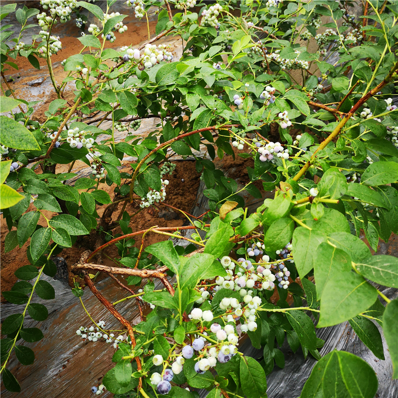 春高盆栽蓝莓苗供应春高蓝莓苗种植质优