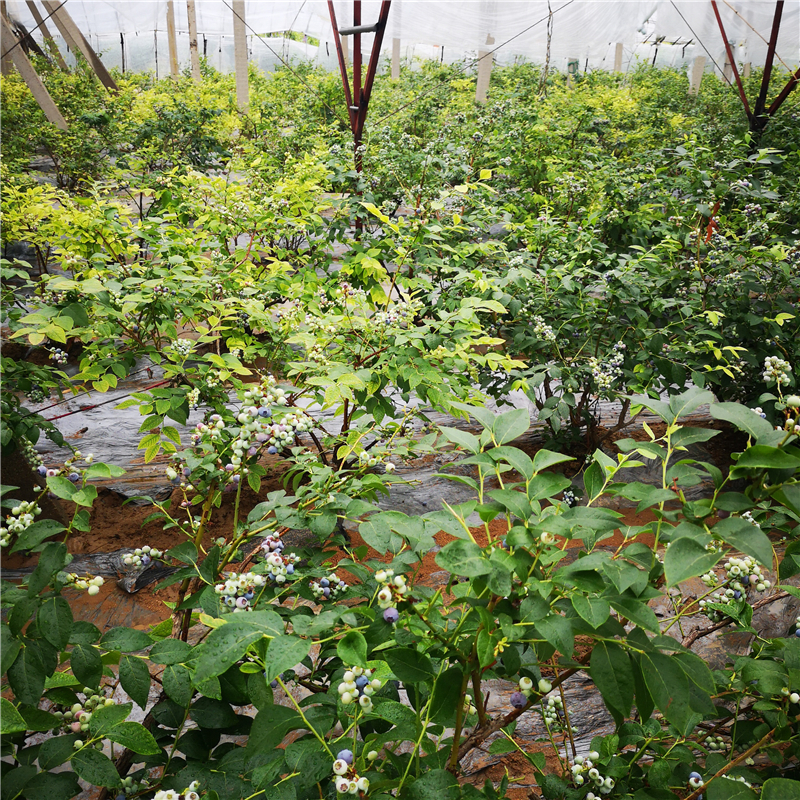 天后盆栽蓝莓苗供应天后蓝莓苗供应厂家直供