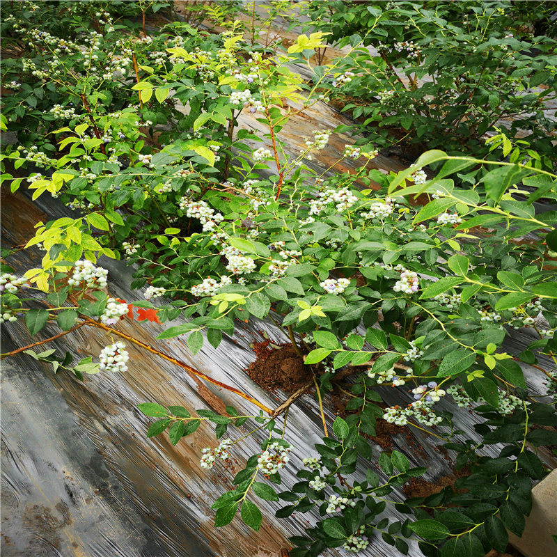 春高盆栽蓝莓苗供应春高蓝莓苗市场