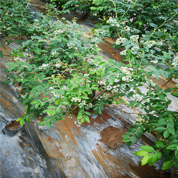 自由盆栽蓝莓苗供应自由蓝莓苗市场适合推广