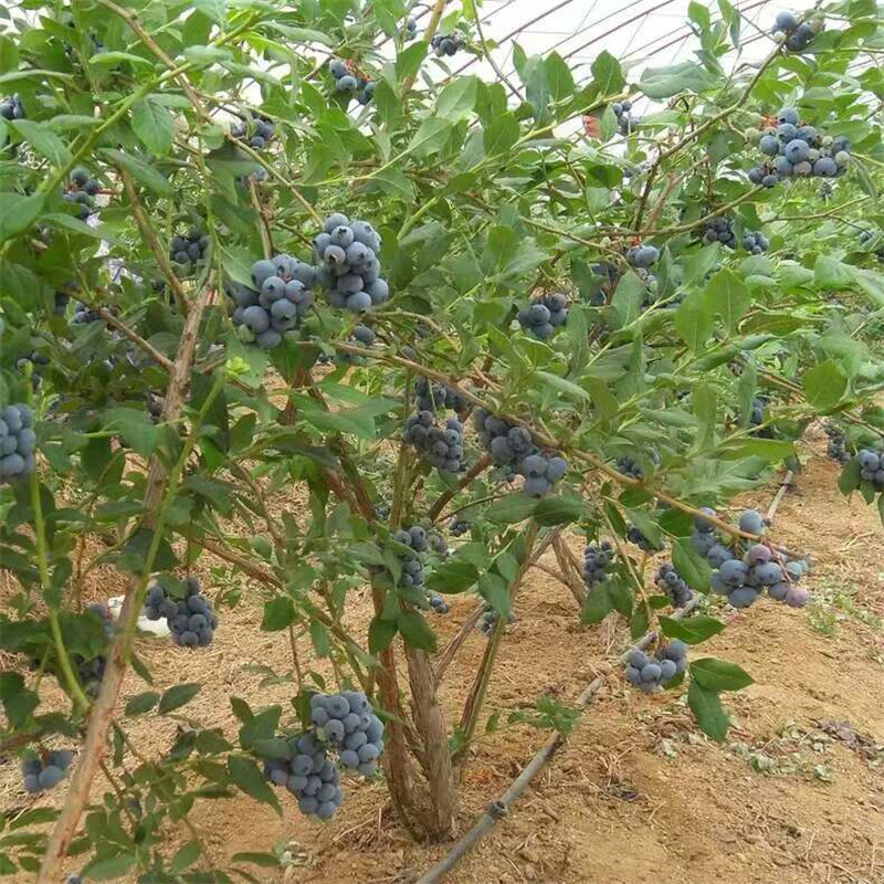 北村盆栽蓝莓苗供应北村蓝莓苗市场品种
