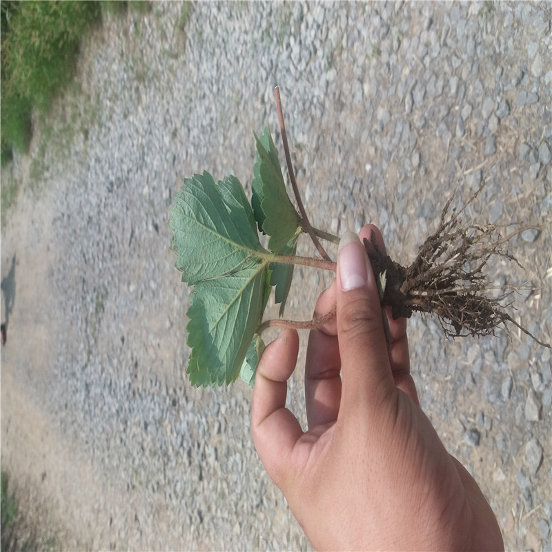 紅寶石現(xiàn)貨草莓苗介紹紅寶石草莓苗市場(chǎng)介紹