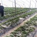 法蘭地現貨草莓苗供應法蘭地草莓苗農戶種植