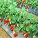 紅實美現貨草莓苗供應紅實美草莓苗市場介紹