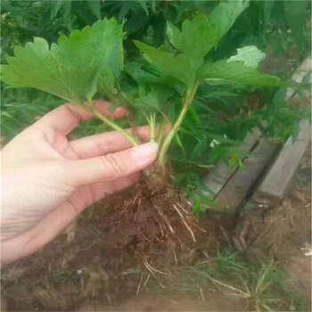 寶交早生現(xiàn)貨大棚草莓苗寶交早生草莓苗農(nóng)戶種植
