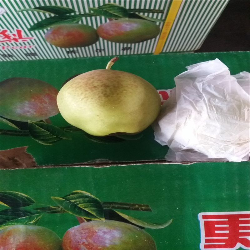 紅酥蜜嫁接梨樹介紹農(nóng)戶推廣