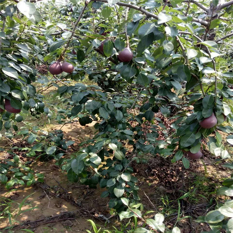 紅酥蜜嫁接梨樹介紹農(nóng)戶推廣