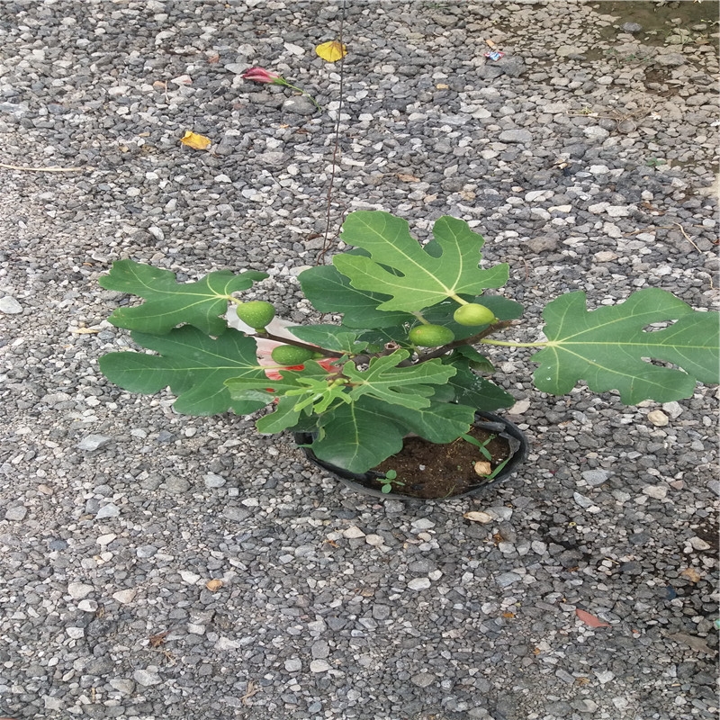 福建白蜜無花果樹苗介紹福建白蜜無花果樹苗農(nóng)戶推廣