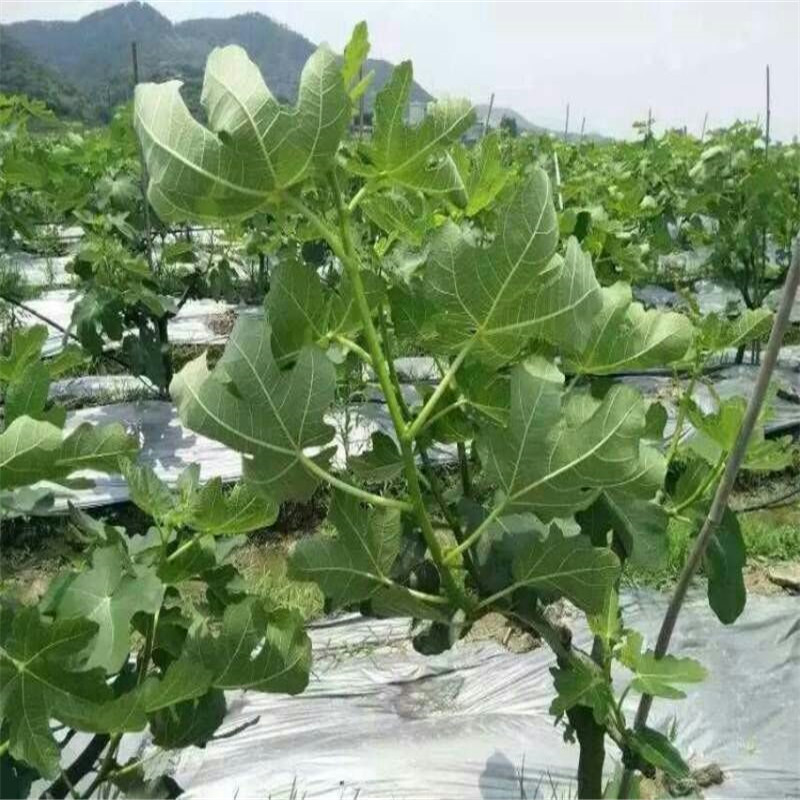 福建白蜜無花果樹苗介紹福建白蜜無花果樹苗農(nóng)戶推廣