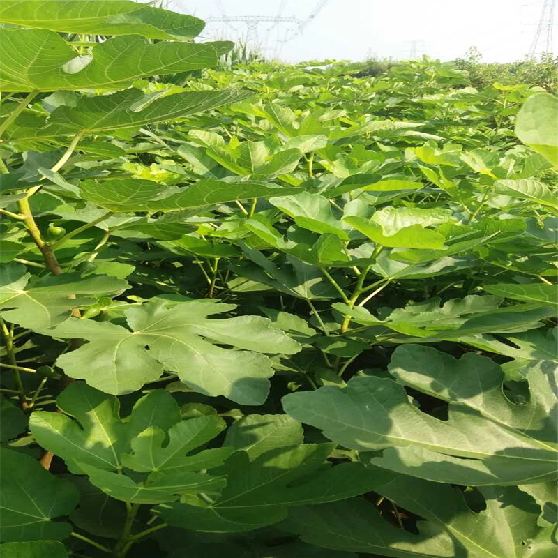 福建白蜜無花果樹苗介紹福建白蜜無花果樹苗農(nóng)戶推廣