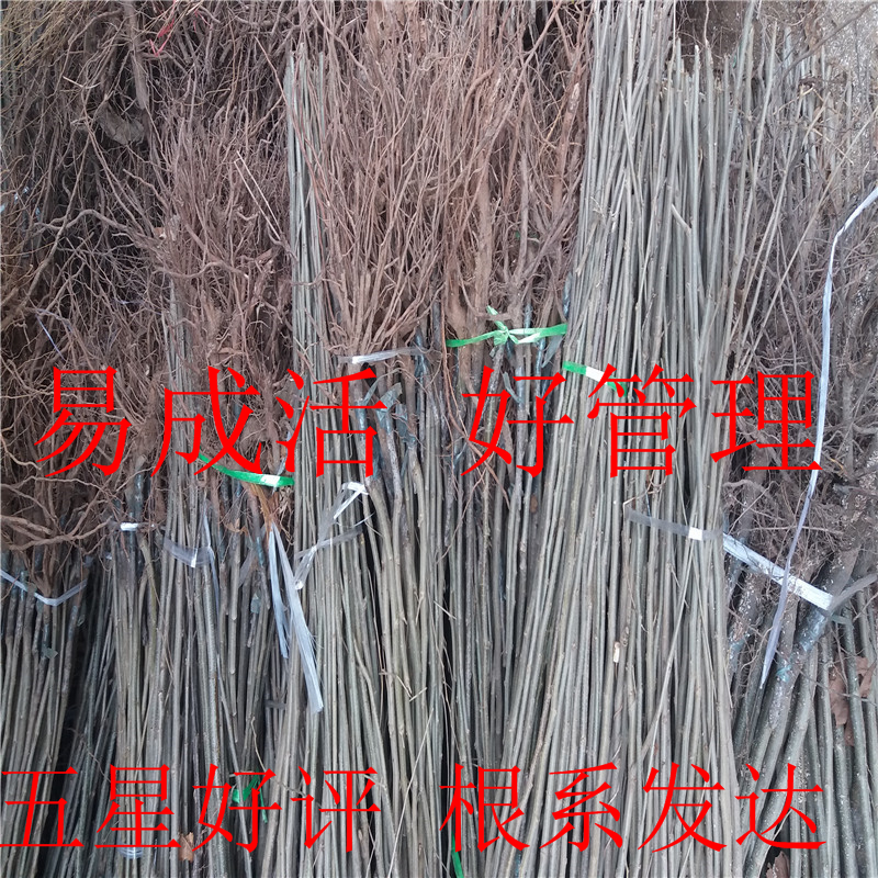 莱阳红板栗苗供应莱阳红品种嫁接板栗苗