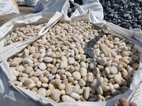 浙江天然鹅卵石/变压器鹅卵石滤料地区加盟商图片3