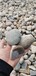 梧州園林綠化鵝卵石/水處理鵝卵石濾料一噸價格