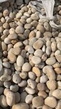 马鞍山园林绿化鹅卵石/水处理鹅卵石滤料产地图片4