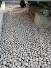 呼倫貝爾凈水處理鵝卵石墊層/變壓器鵝卵石濾料開采基地