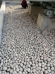日喀则化工厂鹅卵石/变压器鹅卵石滤料厂家批发图片5