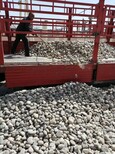 孝感天然鹅卵石/水处理鹅卵石滤料来电咨询图片3
