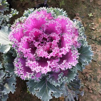 洪坤花卉冬季花卉供應(yīng)時令草花三色堇角堇羽衣甘藍(lán)基地