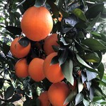 赣南脐橙大树带果脐橙大树出售红肉脐橙大树出售血橙树出售
