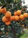 加厚包拼接赣州脐橙防虫网大面积覆盖果树网