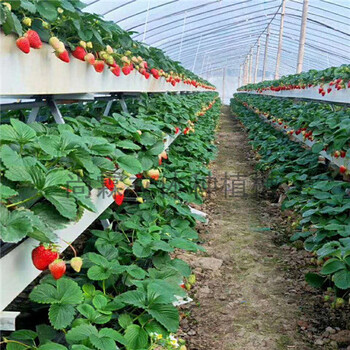 大棚草莓立体种植系统无土基质草莓种植槽