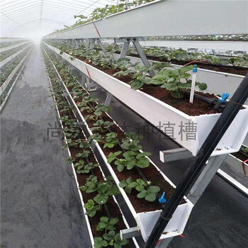 尚霖草莓栽培槽大棚PVC立体种植槽水培育苗厂家