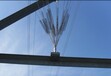 果园驱鸟设备驱鸟刺农场风力反光驱鸟器可定制