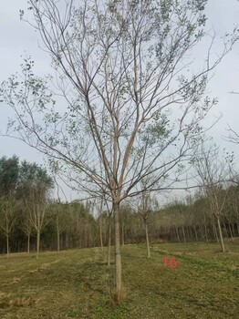 白蜡国槐各种规格基地批发