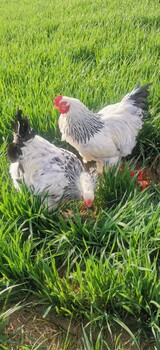 自家繁育各种观赏鸡出售婆罗门鸡波兰鸡等种蛋鸡苗种鸡出售