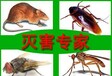 广安正规消杀公司，防疫消毒杀菌，白蚁防治，灭蟑螂除蟑螂