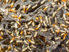 灭白蚁用什么药效果好灭白蚁的费用一般是多少钱
