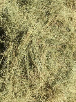 东北羊草厂家2024年新草天然羊草颗粒适合动物吃的天然牧草