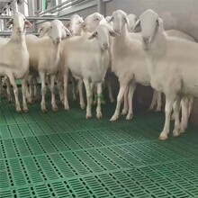 塑料羊粪板羊床漏粪板养殖羊羊场建设山东厂家
