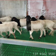 塑料羊床漏粪板山羊漏粪地板羊用漏粪板批发现货羊地板