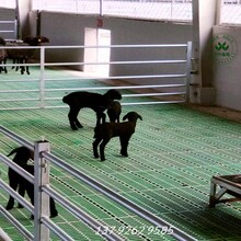 塑料羊粪板羊床地板规格6050育肥羊床高承重300防滑山东厂家