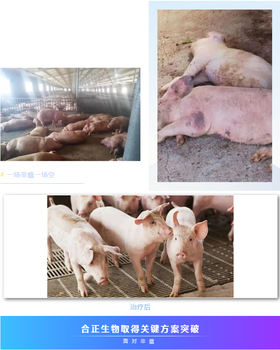 預防非洲豬瘟有：鐵蘭32！有效預防非洲豬瘟